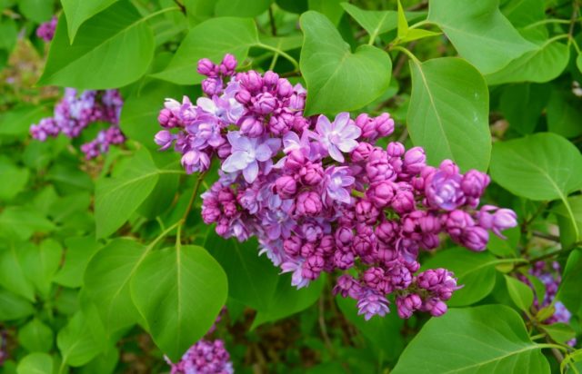 Lilac hedge: photo, varieties