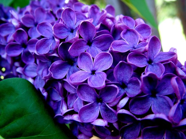 Lilac hedge: photo, varieties