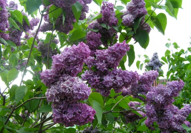 Lilac hedge: photo, varieties