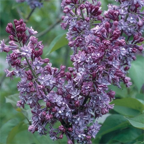 Lilac hedge: photo, varieties