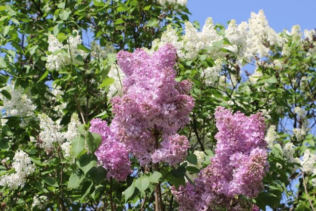 Lilac hedge: photo, varieties