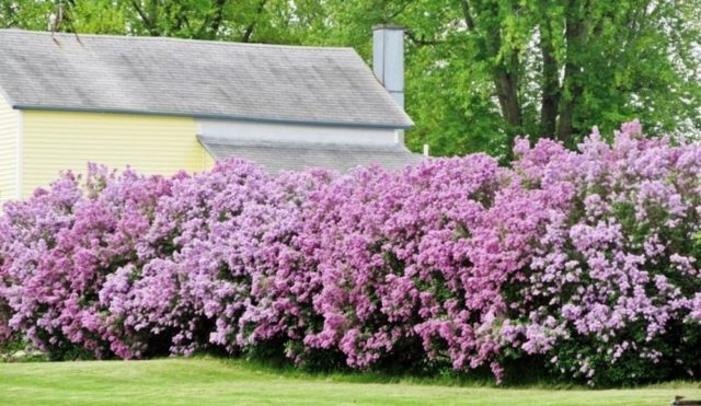 Lilac hedge: photo, varieties