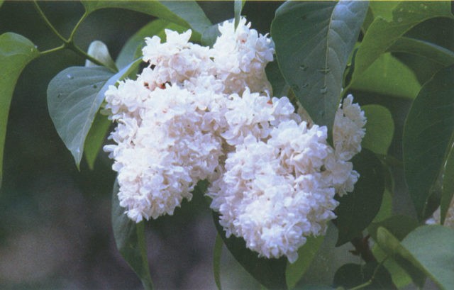 Lilac hedge: photo, varieties