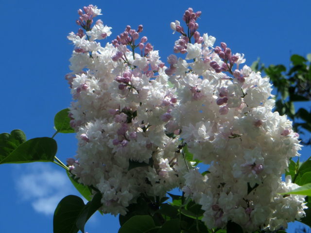 Lilac hedge: photo, varieties