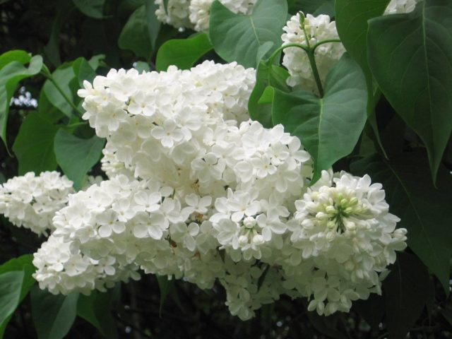 Lilac hedge: photo, varieties