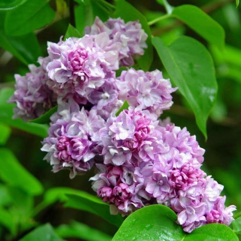 Lilac hedge: photo, varieties