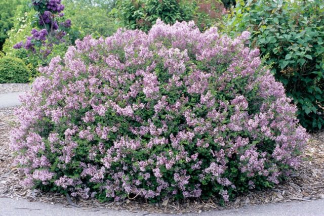 Lilac hedge: photo, varieties