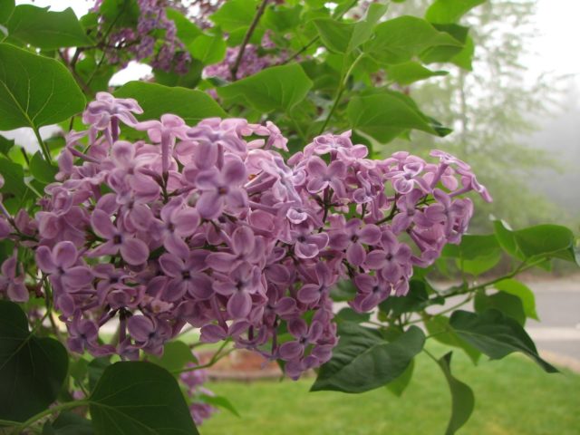 Lilac hedge: photo, varieties