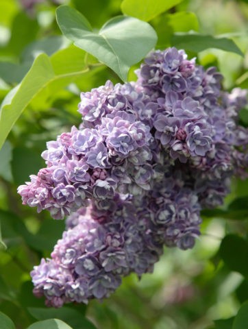 Lilac hedge: photo, varieties