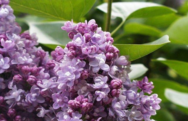 Lilac Katherine Havemeyer (Katherine Havemeyer): photo and description