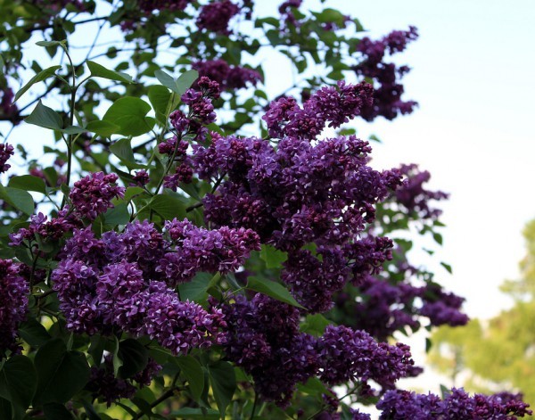 Lilac Lights of Donbass: description, photos, reviews