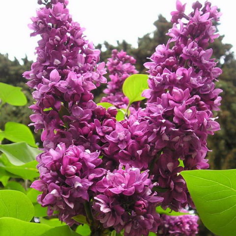 Lilac Lights of Donbass: description, photos, reviews