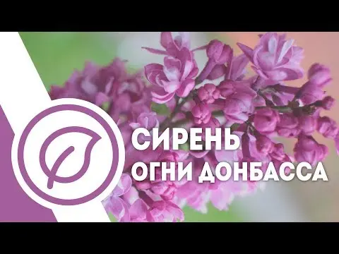 Lilac Lights of Donbass: description, photos, reviews