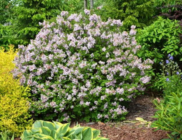 Lilac Meyer Palibin (Palibin): planting and care