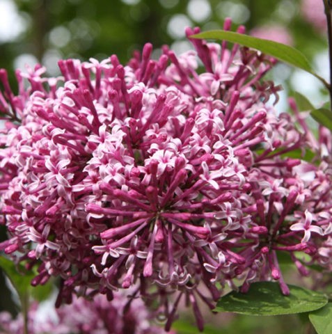 Lilac Meyer Palibin (Palibin): planting and care