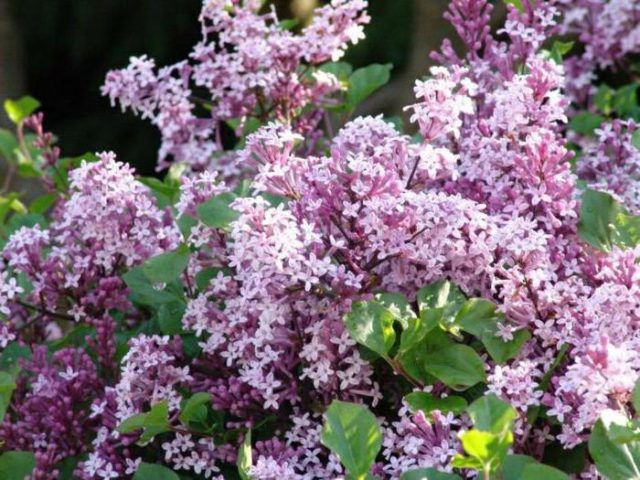 Lilac Meyer Palibin (Palibin): planting and care