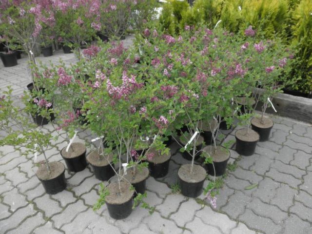 Lilac Meyer Palibin (Palibin): planting and care