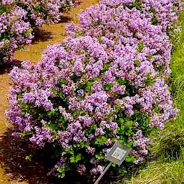 Lilac Meyer Palibin (Palibin): planting and care