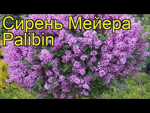 Lilac Meyer Palibin (Palibin): planting and care