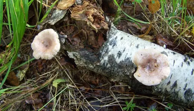 Lilac milky mushroom: photo and description, false twins