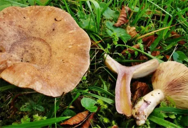 Lilac milky mushroom: photo and description, false twins