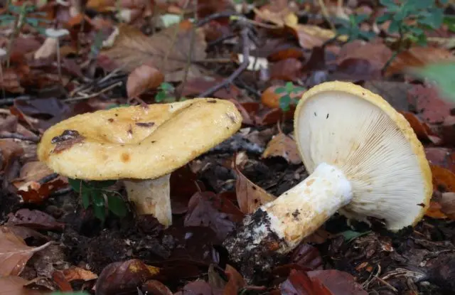 Lilac milky mushroom: photo and description, false twins