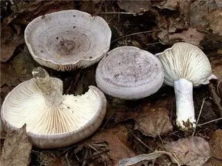 Lilac milky mushroom: photo and description, false twins