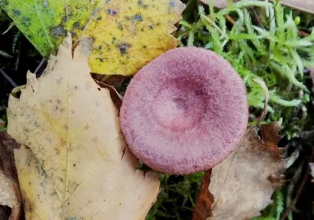 Lilac milky mushroom: photo and description, false twins