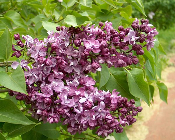 Lilac Morning of Our Country: planting and care