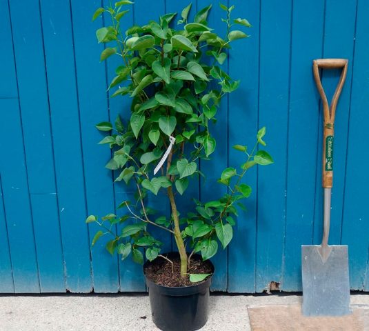 Lilac Morning of Our Country: planting and care