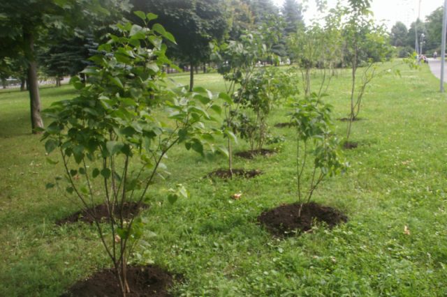 Lilac Morning of Our Country: planting and care