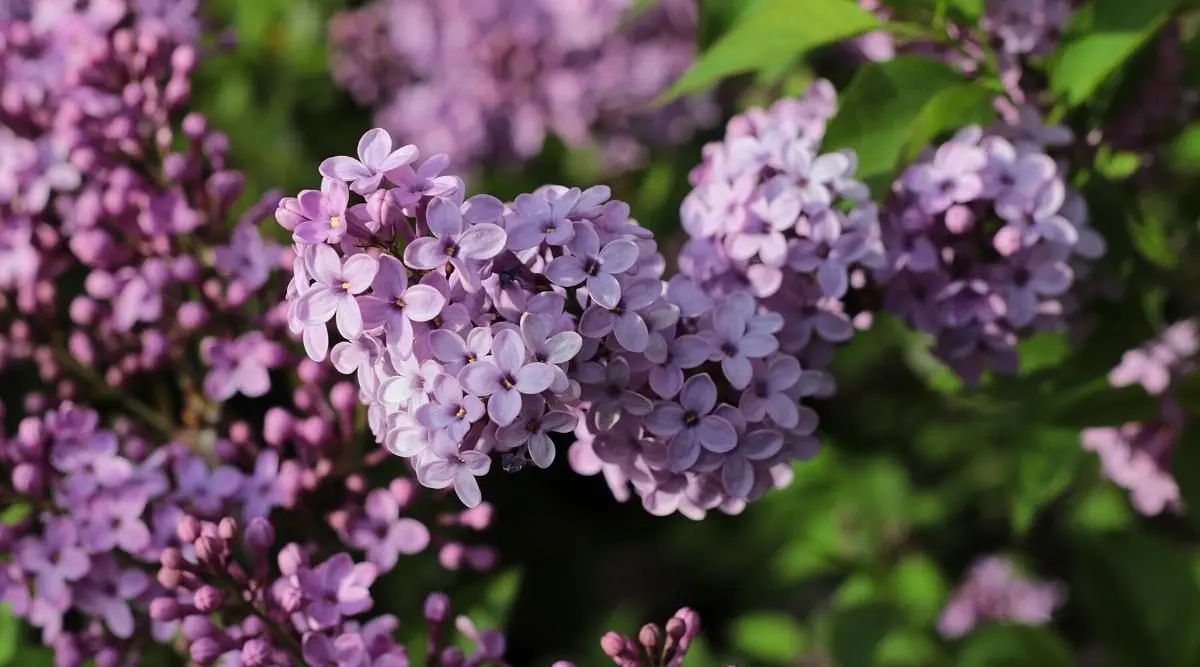 Lilac Morning of Our Country: planting and care