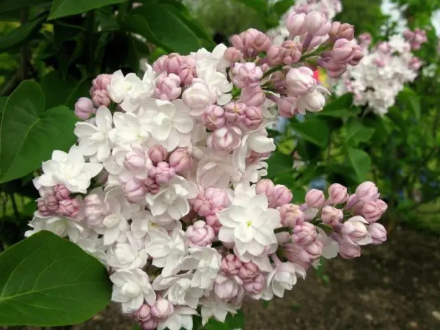 Lilac Moscow beauty (Beauty of Moscow): planting and care