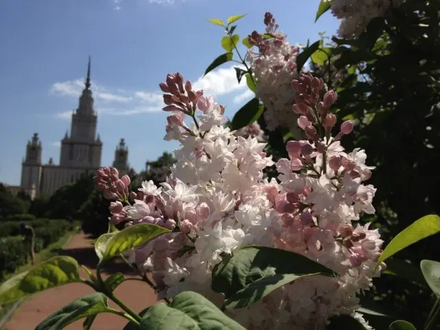 Lilac Moscow beauty (Beauty of Moscow): planting and care