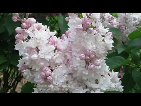 Lilac Moscow beauty (Beauty of Moscow): planting and care