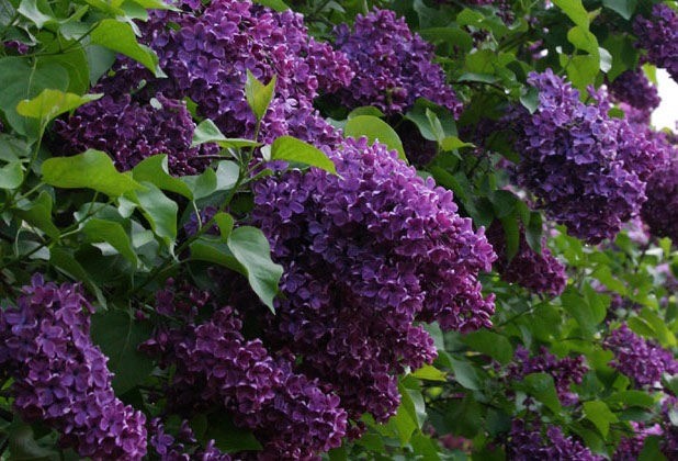 Lilac Olympiad Kolesnikova: photo, description of the best varieties