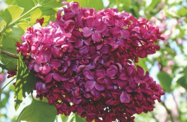 Lilac Olympiad Kolesnikova: photo, description of the best varieties