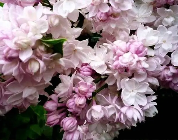 Lilac Olympiad Kolesnikova: photo, description of the best varieties