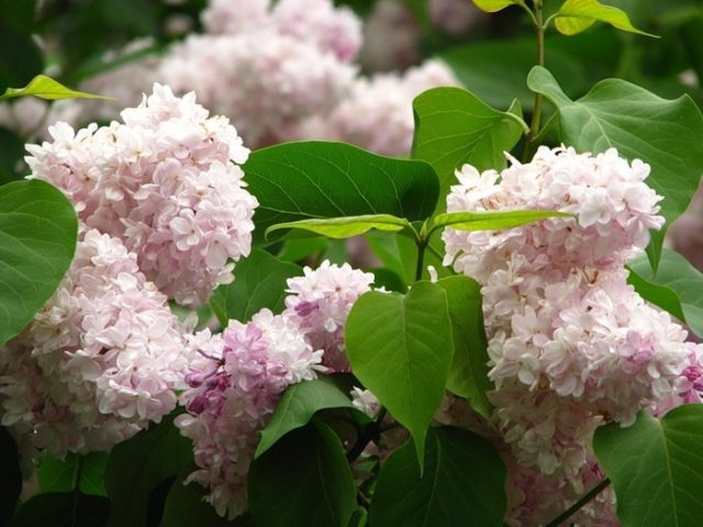 Lilac Olympiad Kolesnikova: photo, description of the best varieties