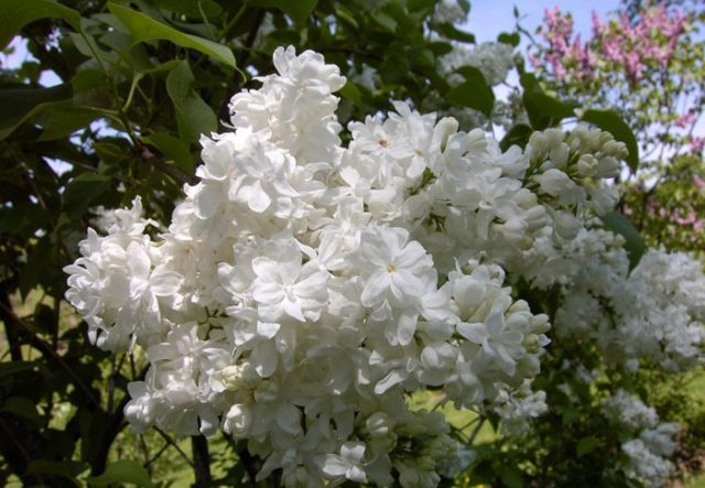 Lilac Olympiad Kolesnikova: photo, description of the best varieties