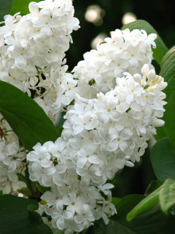 Lilac Olympiad Kolesnikova: photo, description of the best varieties