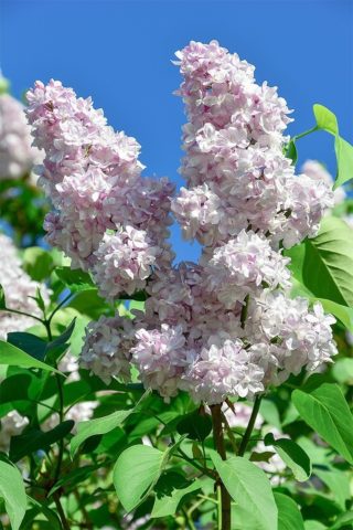 Lilac Olympiad Kolesnikova: photo, description of the best varieties