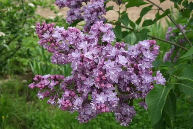 Lilac Olympiad Kolesnikova: photo, description of the best varieties