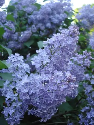 Lilac Olympiad Kolesnikova: photo, description of the best varieties