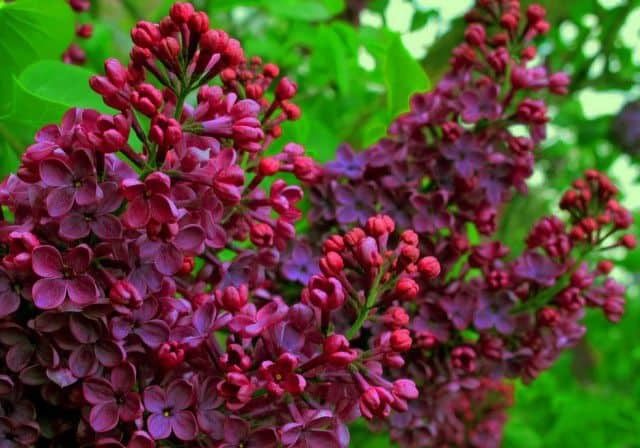 Lilac Olympiad Kolesnikova: photo, description of the best varieties