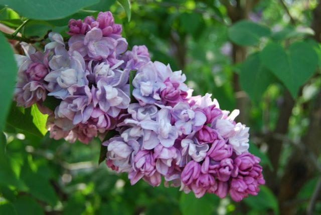 Lilac Olympiad Kolesnikova: photo, description of the best varieties