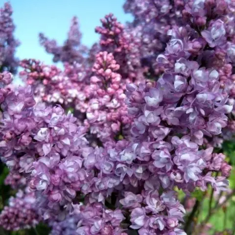 Lilac Olympiad Kolesnikova: photo, description of the best varieties