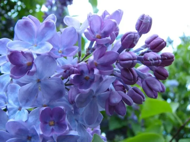 Lilac Olympiad Kolesnikova: photo, description of the best varieties