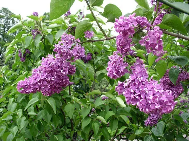 Lilac Olympiad Kolesnikova: photo, description of the best varieties