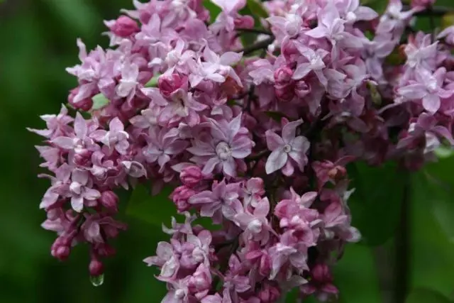 Lilac Olympiad Kolesnikova: photo, description of the best varieties